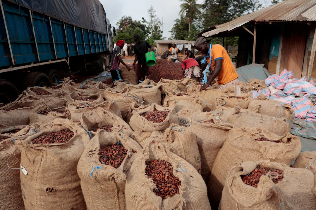 Cocoa farmers spared another blow as gov’t rejects price cut despite global slump – COCOBOD
