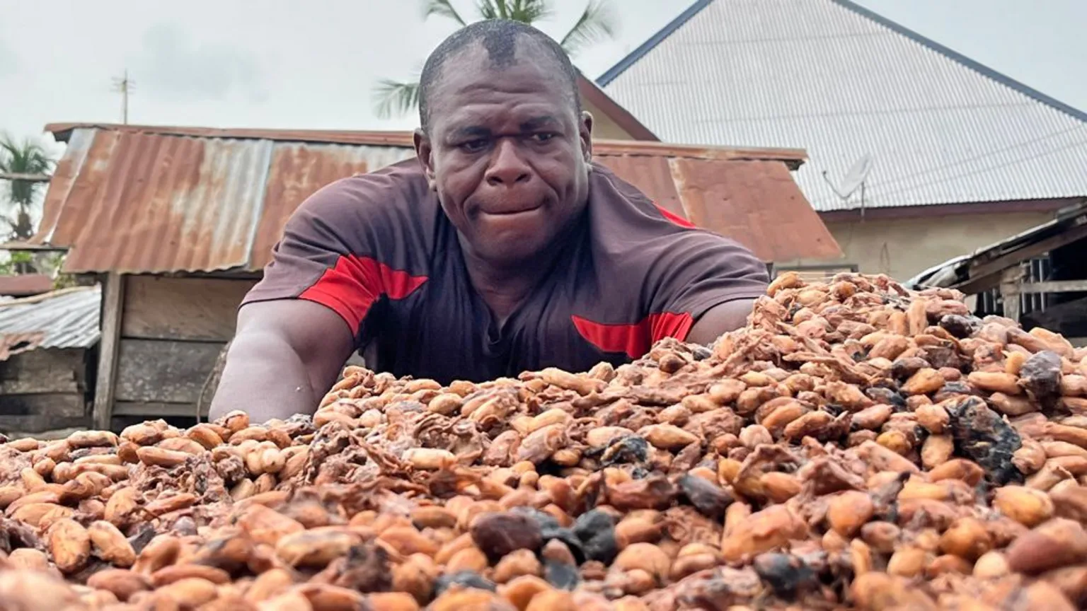 Resilient cocoa sector impossible without resilient farmers – Researcher