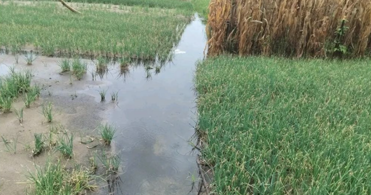 CSIR urges climate-smart farming to reduce flood losses