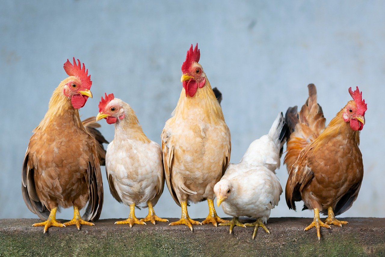 Joy Business and Super Morning Show host high-level roundtable on Ghana’s poultry industry on Friday