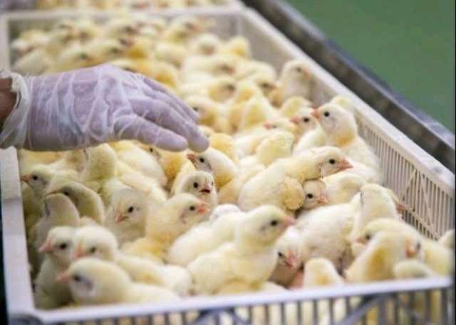 Nkoko Nkitinkiti alone cannot transform poultry sector without fixing feed challenges — Farmers