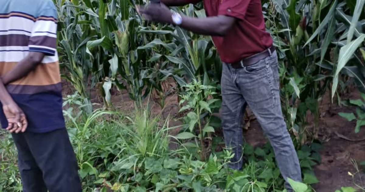 Best farmer calls on government to prioritise local maize production over imports