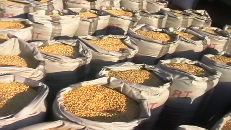 DBG bets big on maize, rice, cassava and poultry to drive Ghana’s food security
