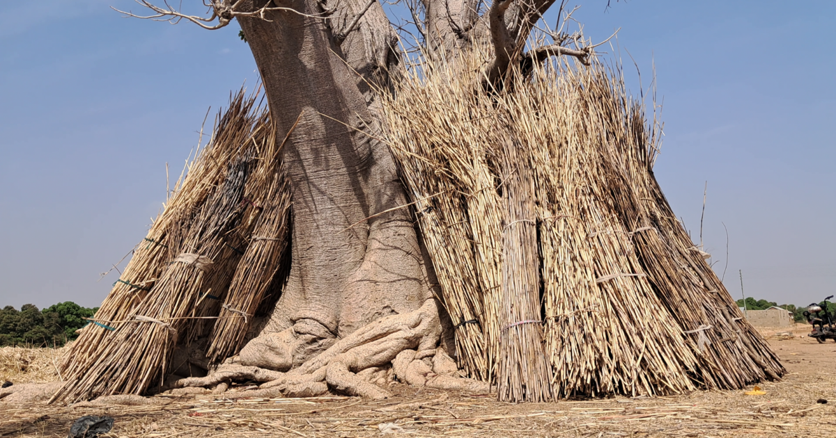 Old farming practice is offering new hope for climate action in Zuuku